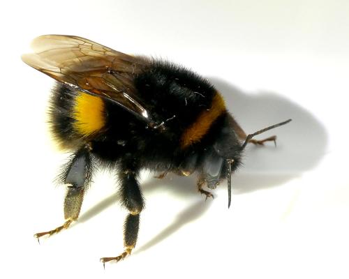 Bombus sp.